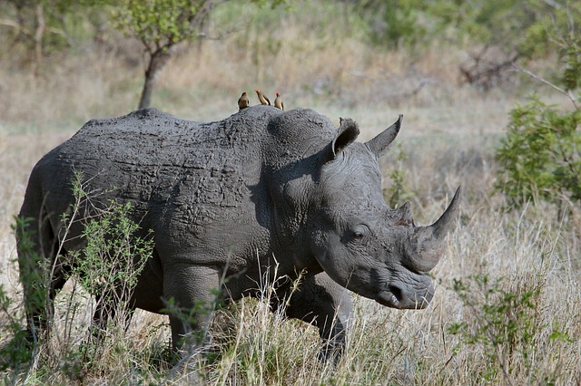 盜獵者闖入動物保護區「盜取犀牛角」，沒想到回程時群獅「替天行道」，用利齒懲罰他們！ 