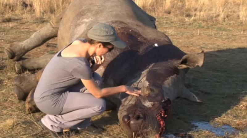 盜獵者闖入動物保護區「盜取犀牛角」，沒想到回程時群獅「替天行道」，用利齒懲罰他們！ 