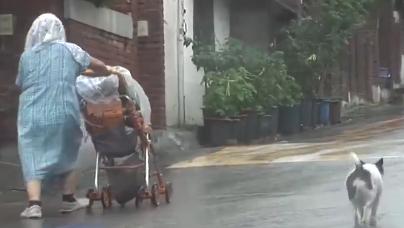 我的眼裡只有你！狗狗不願自己在家　颳風下雨也要「陪主人一起回家」 