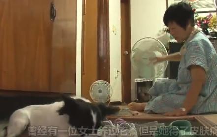 我的眼裡只有你！狗狗不願自己在家　颳風下雨也要「陪主人一起回家」 