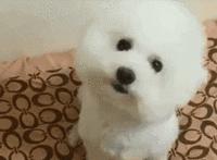 帶狗狗去美容，剪完發現少了一隻耳朵