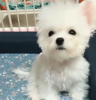帶狗狗去美容，剪完發現少了一隻耳朵