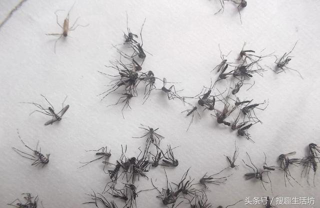 睡覺總被蚊子咬？教你自製驅蚊液，放在房間裡，蚊子來多少死多少