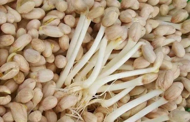 醫生：7種發芽的食物，3種不能吃，要丟掉，4種營養倍增，要珍惜