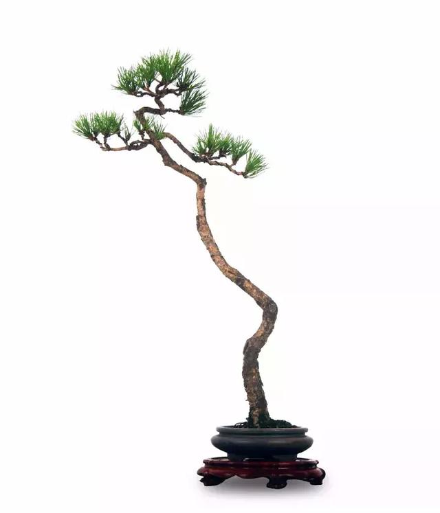 盆景實戰大師教你黃山松整形與養護