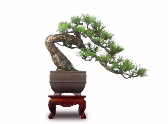 盆景實戰大師教你黃山松整形與養護