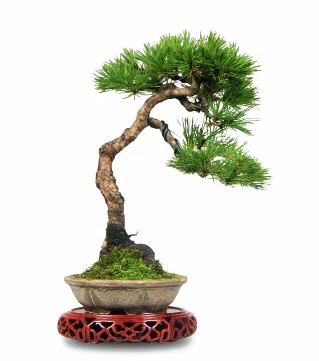 盆景實戰大師教你黃山松整形與養護