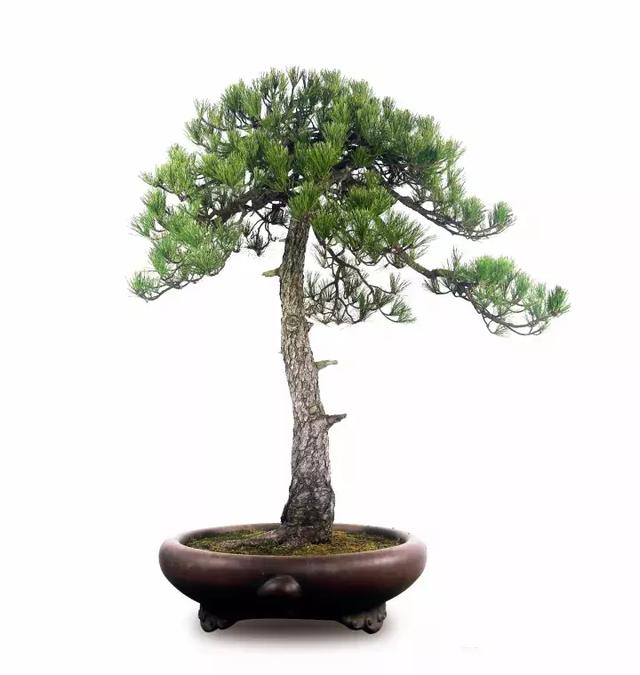 盆景實戰大師教你黃山松整形與養護