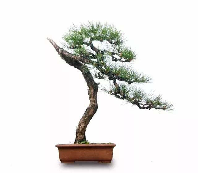 盆景實戰大師教你黃山松整形與養護