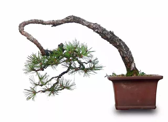 盆景實戰大師教你黃山松整形與養護