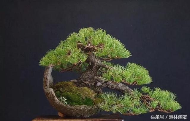 給自家盆景造型，這有不得不知的幾個技巧