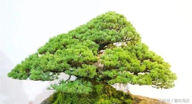 給自家盆景造型，這有不得不知的幾個技巧