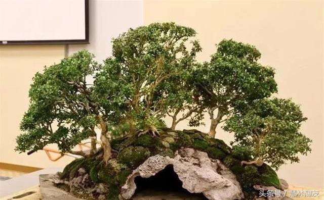 給自家盆景造型，這有不得不知的幾個技巧