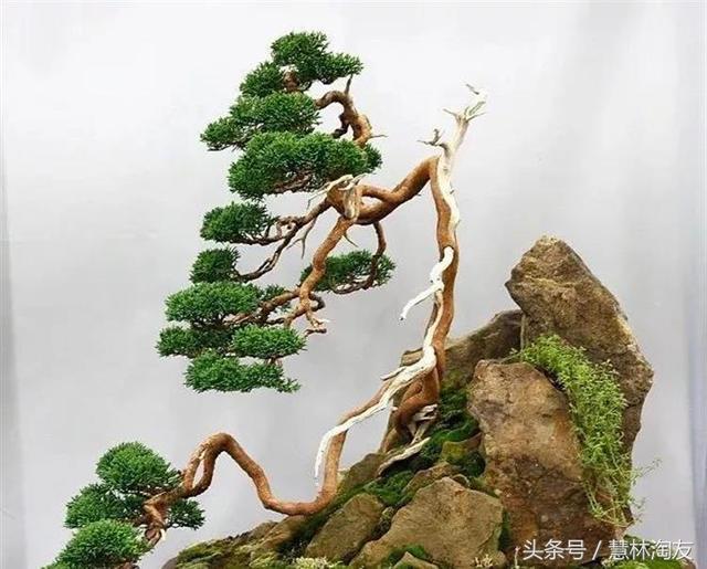給自家盆景造型，這有不得不知的幾個技巧