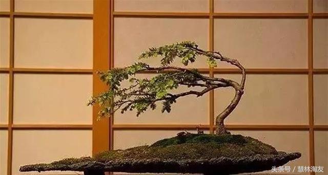 給自家盆景造型，這有不得不知的幾個技巧