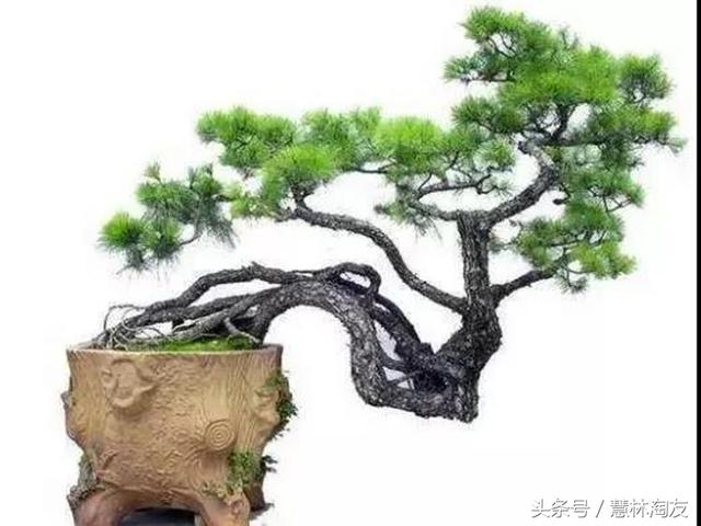 給自家盆景造型，這有不得不知的幾個技巧