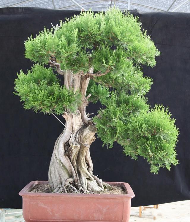 分享：王恆亮老師製作一棵扁柏樹盆景（圖解全過程）
