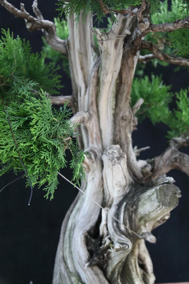 分享：王恆亮老師製作一棵扁柏樹盆景（圖解全過程）
