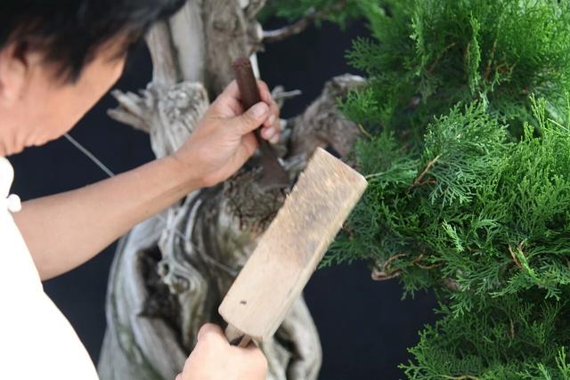 分享：王恆亮老師製作一棵扁柏樹盆景（圖解全過程）