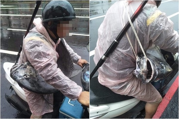 前打竿幸運得分！胸前爽掛「巨大牛港鰺背包」　騎車超有風