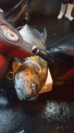 前打竿幸運得分！胸前爽掛「巨大牛港鰺背包」　騎車超有風