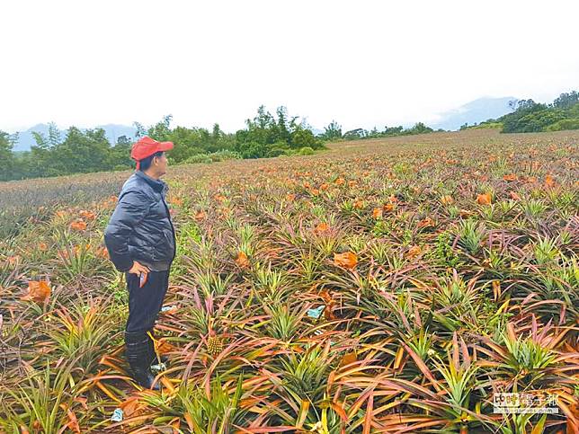 每公斤30元？ 農求政府快來收購