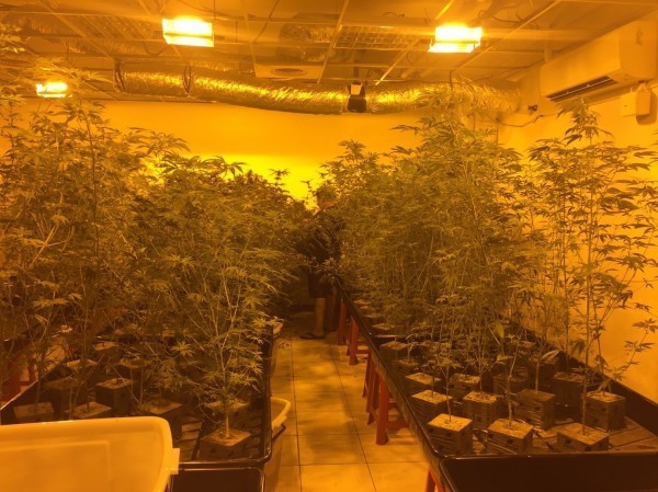 房客不繳租飄出青草味 破門驚見600株  「大麻植物園」 
