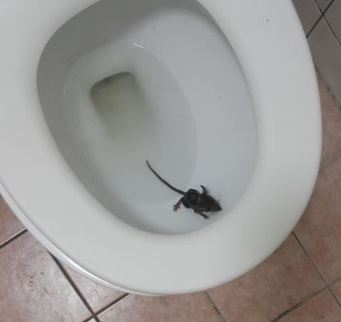 家中馬桶驚見小老鼠！ 網友嚇爆：差點坐下去 