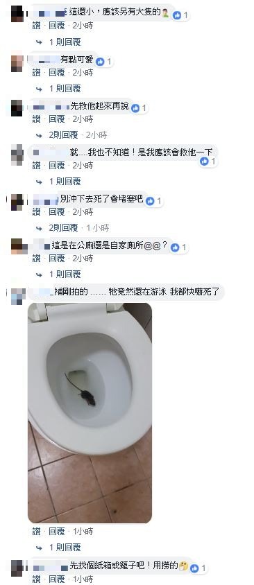 家中馬桶驚見小老鼠！ 網友嚇爆：差點坐下去 