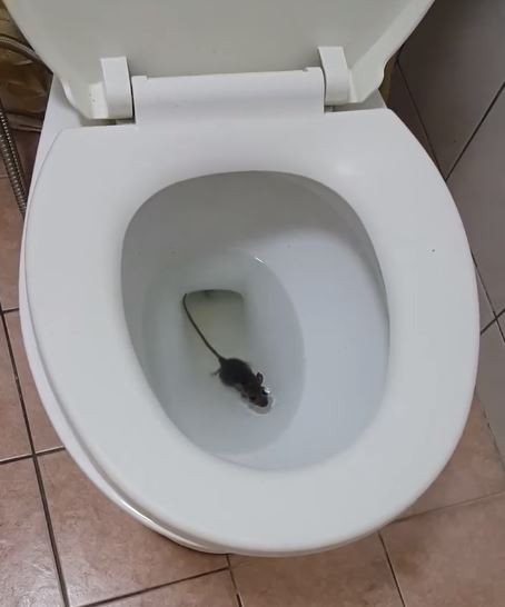 家中馬桶驚見小老鼠！ 網友嚇爆：差點坐下去 