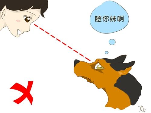 遇陌生狗狗，記住這5件事情不要做！第2條很多人都中招了...