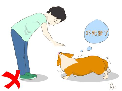 遇陌生狗狗，記住這5件事情不要做！第2條很多人都中招了...