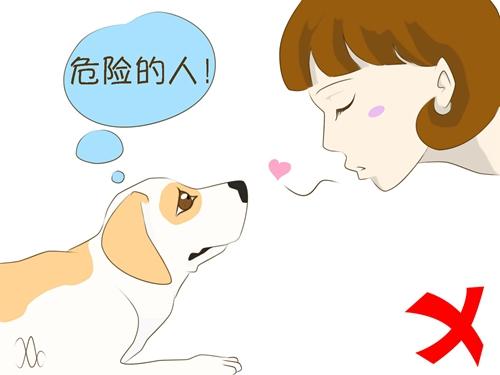 遇陌生狗狗，記住這5件事情不要做！第2條很多人都中招了...