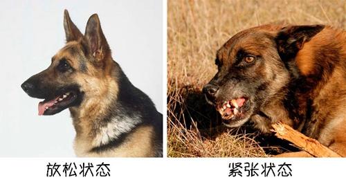 遇陌生狗狗，記住這5件事情不要做！第2條很多人都中招了...
