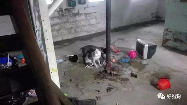 狗狗獲救後不能停止微笑