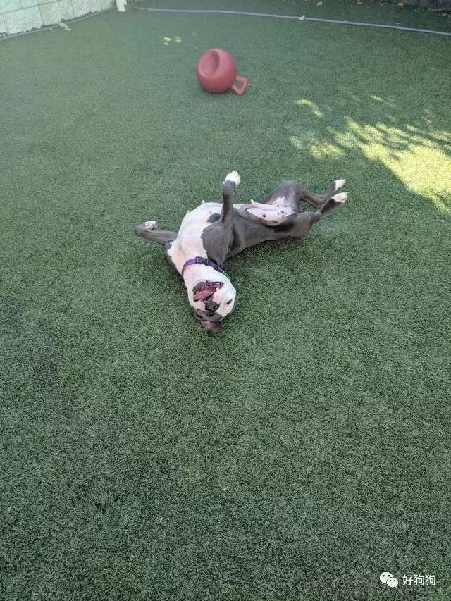 狗狗獲救後不能停止微笑