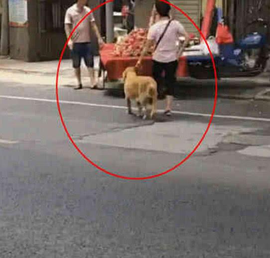 偶遇阿姨牽金毛過街，好像覺得不太對勁
