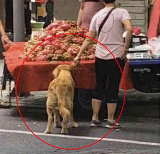 偶遇阿姨牽金毛過街，好像覺得不太對勁