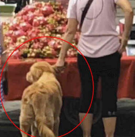 偶遇阿姨牽金毛過街，好像覺得不太對勁