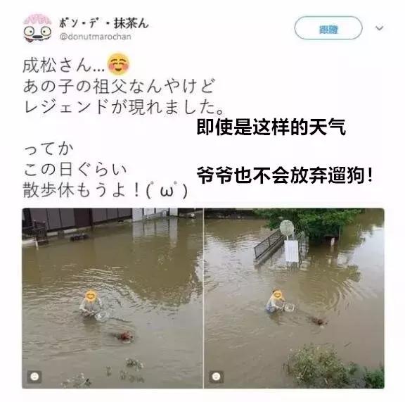 敢在暴雨天遛狗的主人……都是勇士