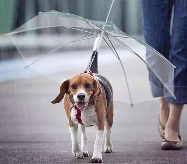 敢在暴雨天遛狗的主人……都是勇士