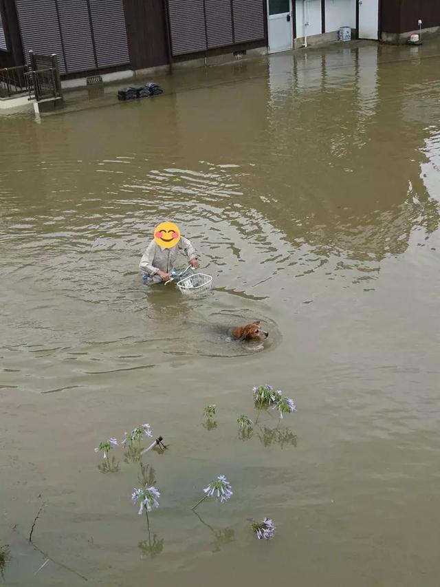 敢在暴雨天遛狗的主人……都是勇士
