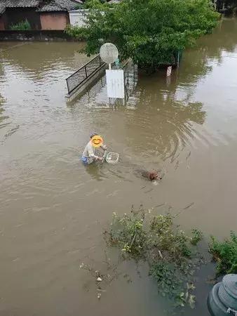 敢在暴雨天遛狗的主人……都是勇士