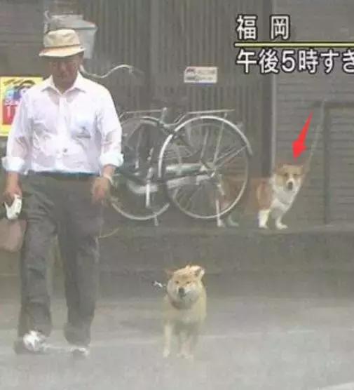 敢在暴雨天遛狗的主人……都是勇士