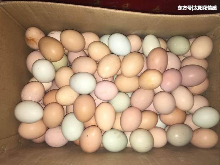 老婆生雙兒子，農村岳母送來一箱雞蛋，我生氣扔了，轉身後我愣了