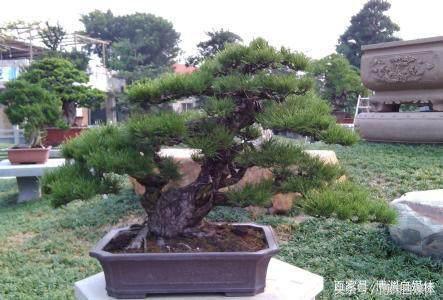 松樹盆景的高壓繁殖，很值得盆景人學習！