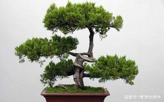 松樹盆景的高壓繁殖，很值得盆景人學習！