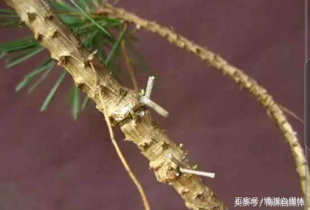 松樹盆景的高壓繁殖，很值得盆景人學習！