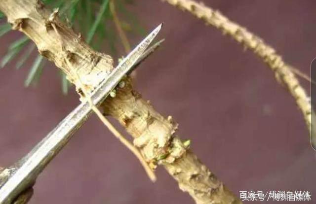 松樹盆景的高壓繁殖，很值得盆景人學習！