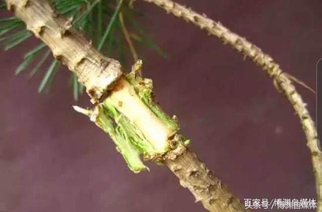 松樹盆景的高壓繁殖，很值得盆景人學習！